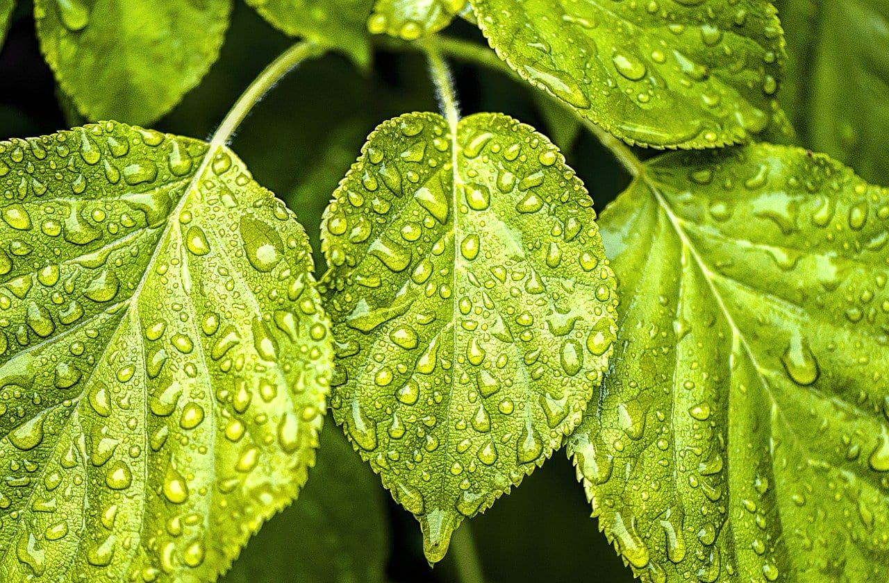 leaf-4419862_1280